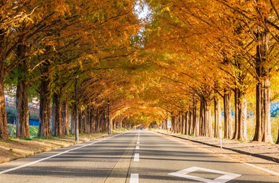 滋賀・メタセコイア並木｜四季のトンネルドライブと撮影スポット完全ガイド