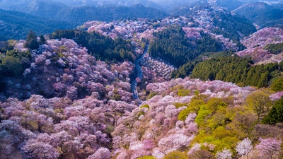 奈良・吉野山｜日本一の桜と世界遺産を楽しむ絶景ハイキング