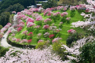 高知・引地橋の花桃｜川沿いを彩る春の絶景お花見スポット