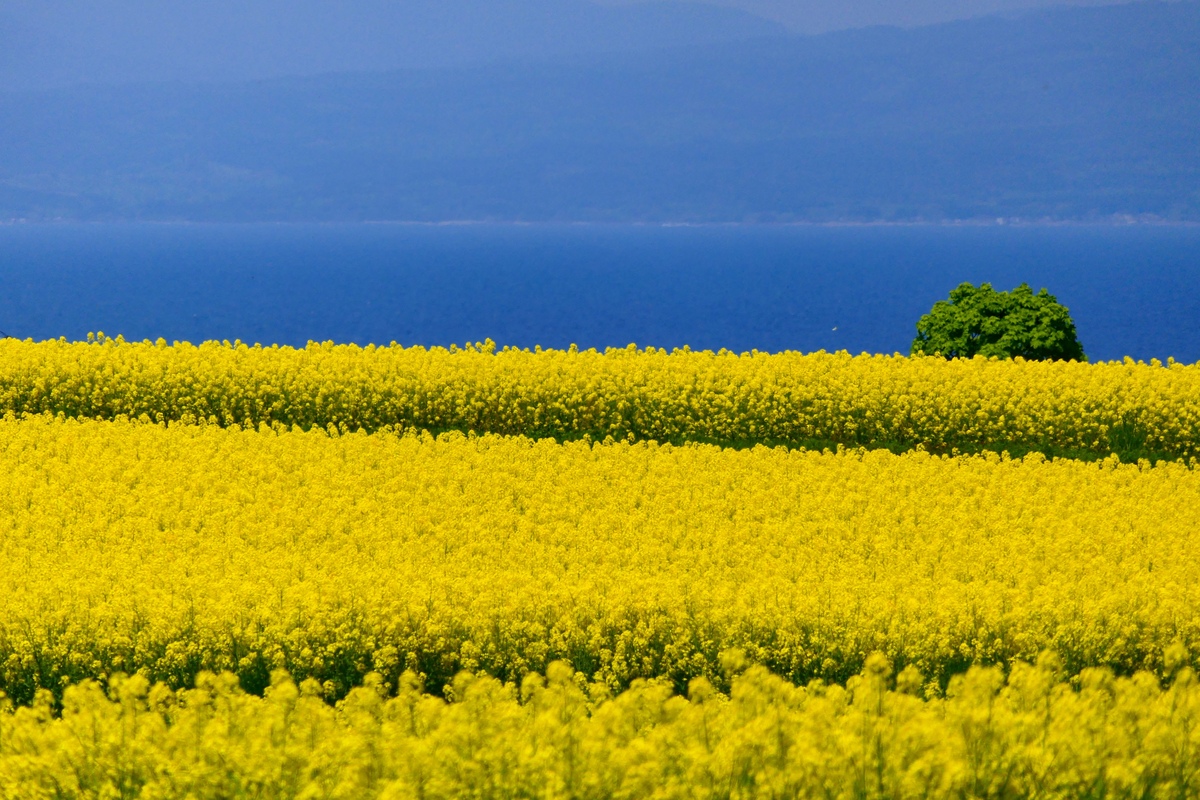 Aomori's spectacular scenery A field of rape blossoms in spring and recommended sightseeing spots 