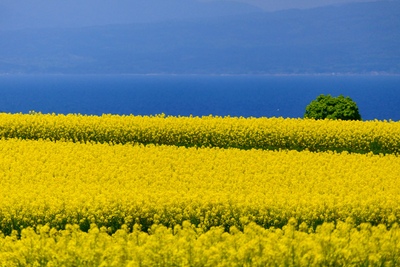 青森の菜の花畑｜横浜町に広がる一面の黄色い絶景と春の観光スポット