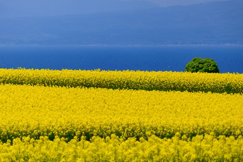 【青森の絶景】春に広がる一面の菜の花畑とおすすめ観光スポット 
