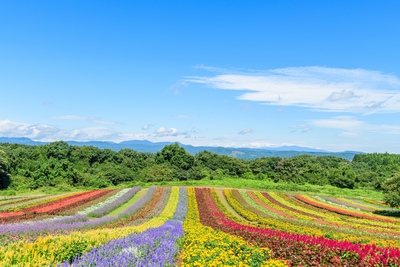 宮城・やくらいガーデン｜四季の花畑とカフェを楽しむ高原ガーデン