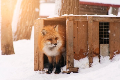 宮城蔵王キツネ村｜もふもふのキツネたちに出会える山あいのフォトスポット