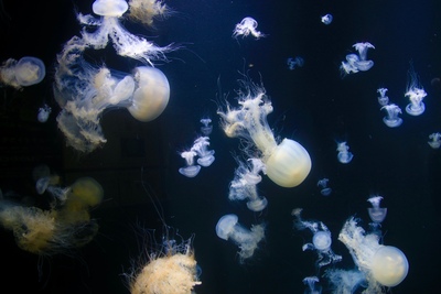山形・加茂水族館｜クラゲと日本海の景色を楽しむ海辺の水族館