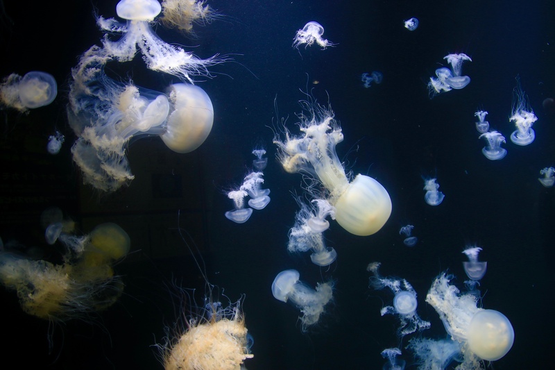 【鶴岡市立加茂水族館】世界最大級のクラゲ展示！幻想的な癒しの空間