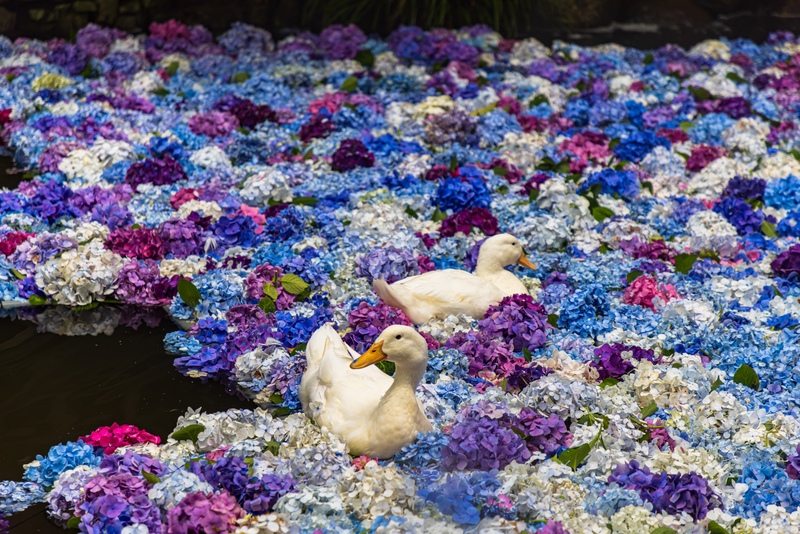 【茨城・あめひき観音あじさい祭】色とりどりの紫陽花と歴史ある寺院の絶景スポット