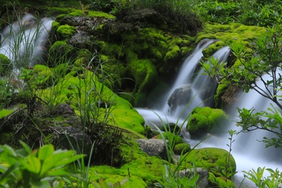 〖チャツボミゴケ公園〗群馬の秘境！幻想的な緑の世界