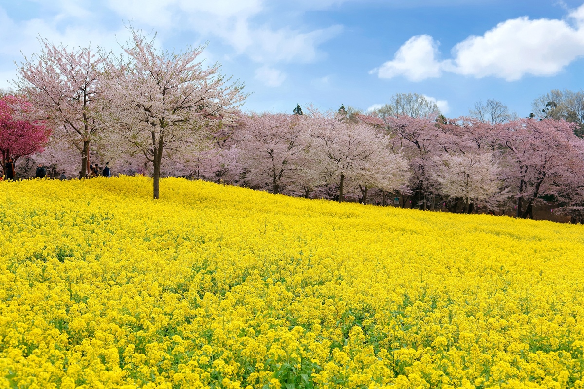 [Akagi Minami Senbonzakura] A spectacular spring view in Gunma! A famous spot for a cherry blossom tunnel
