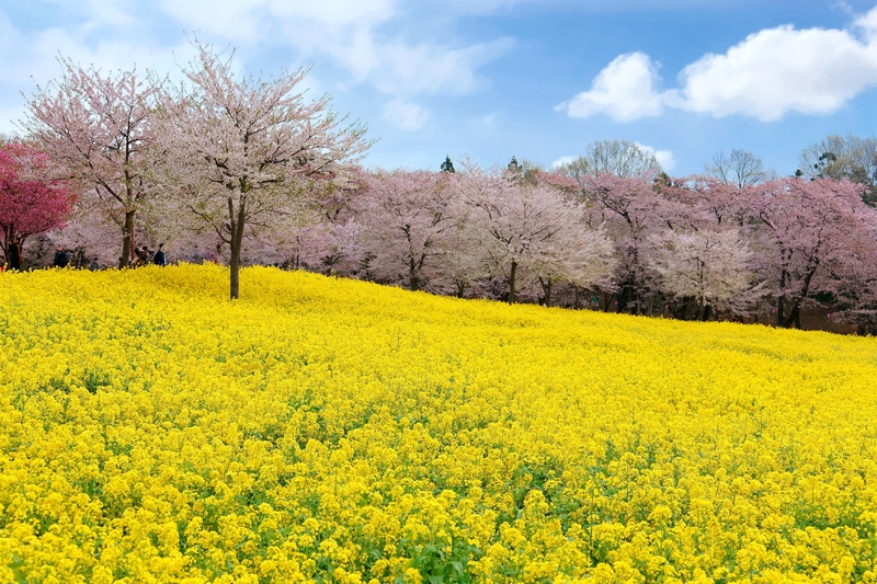 【赤城南面千本桜】群馬の春絶景！桜トンネルの名所
