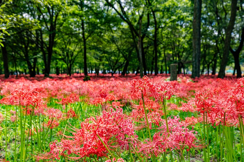 【巾着田の曼珠沙華】埼玉の絶景！秋を彩る100万本の赤い絨毯