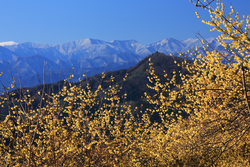 【宝登山の魅力】四季を楽しむ埼玉の絶景ハイキングスポット