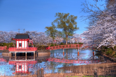 茂原公園｜さくら名所100選の桜と池のリフレクション散策