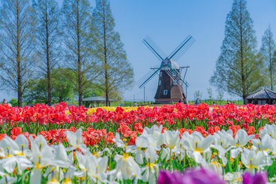 佐倉チューリップフェスタ｜オランダ風車と花畑で春さんぽ