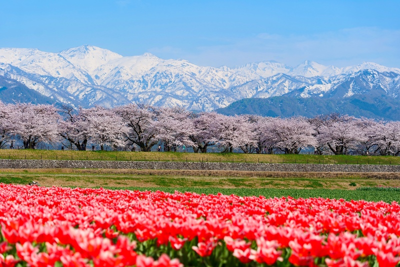 富山・あさひ舟川の絶景！春の四重奏を楽しもう