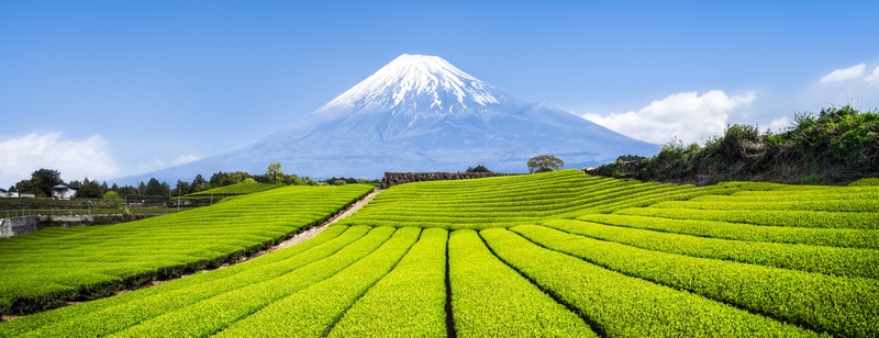 【静岡の茶摘み体験】本場の日本茶を自分で摘んで味わう