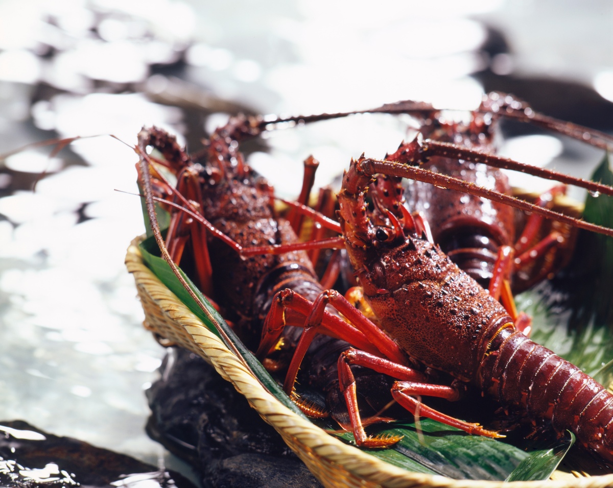 三重的高级食材「伊势虾」— 极致美味与时令享受方法
