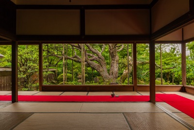 宝泉院（京都・大原）額縁庭園と抹茶を楽しむ静寂の寺