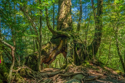 屋久島｜縄文杉と苔むす森へ。トレッキング準備・季節・アクセス
