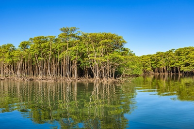 Pulau Iriomote: mangrove, hutan tropis, dan petualangan—aktivitas, tips tur & keselamatan