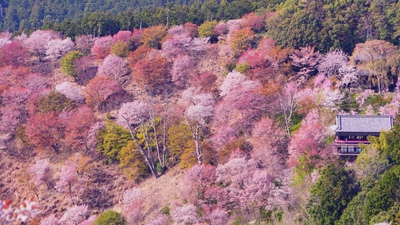 日本のお花見｜桜の見頃とマナー 高遠・円山公園ガイド