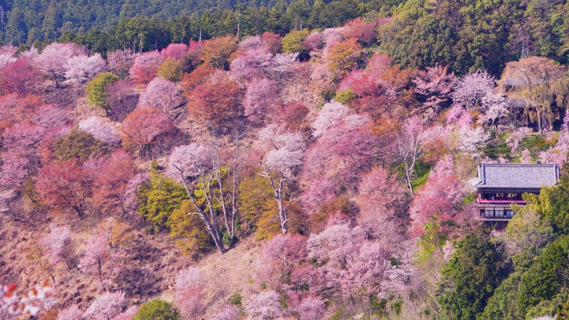 日本のお花見｜桜の見頃とマナー 高遠・円山公園ガイド
