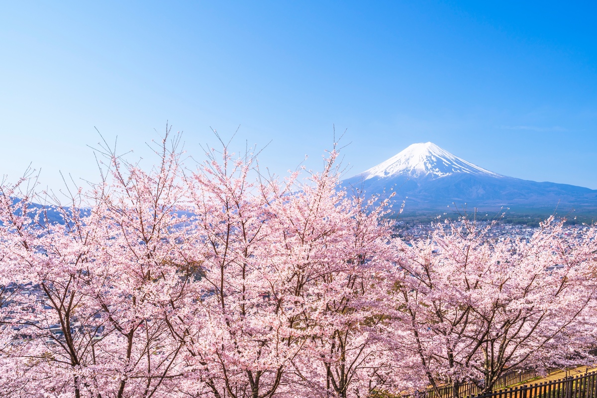 花見の楽しみ方ガイド｜桜の景色を味わう日本の春 | JeePe - 日本旅行
