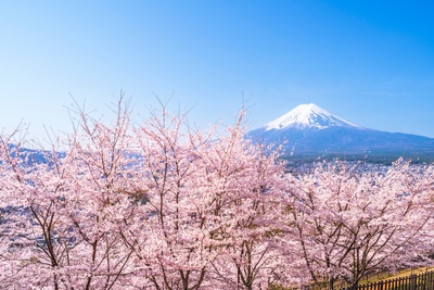 花見の楽しみ方と桜の景色を味わう日本の春ガイド