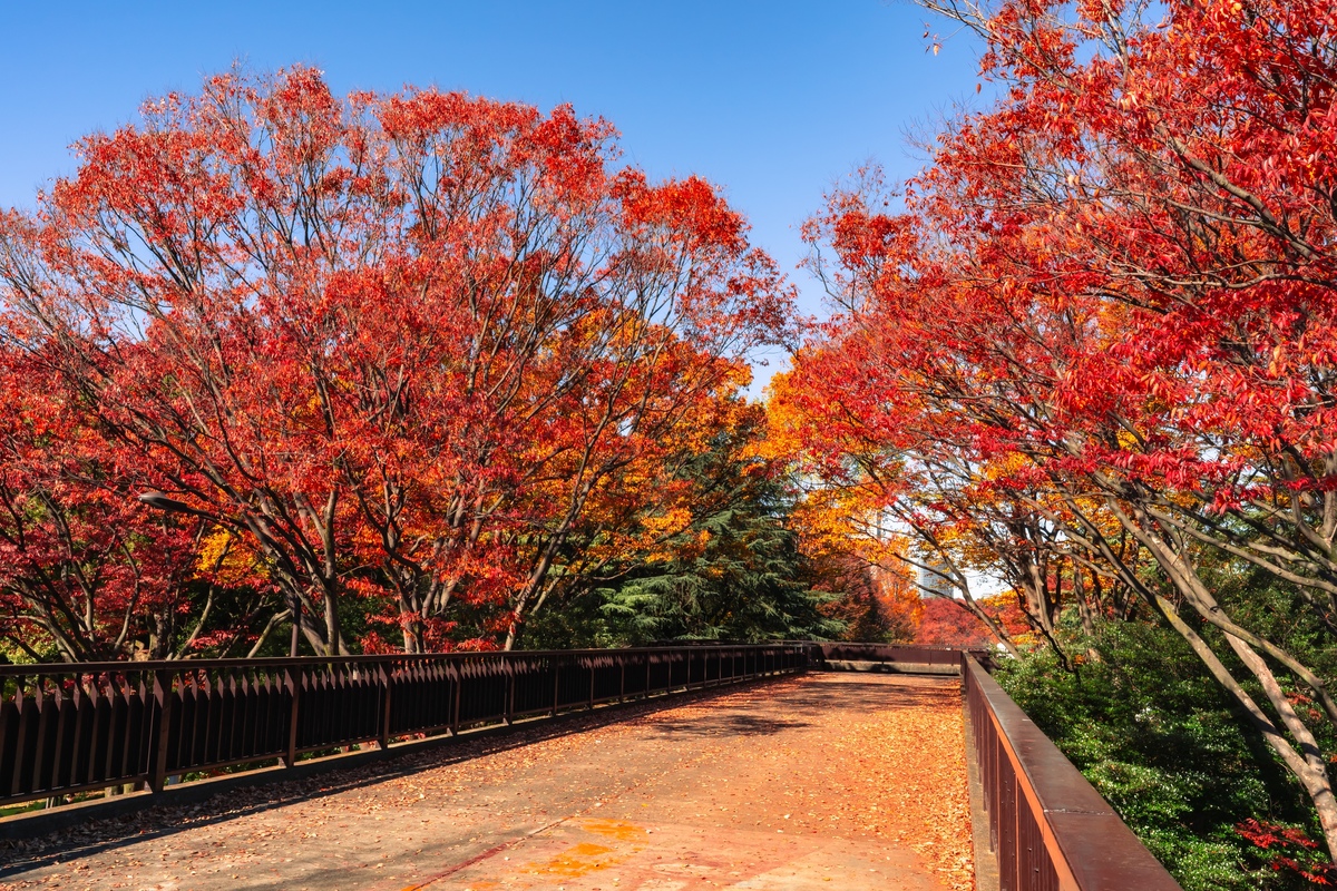 代々木公園でリフレッシュ｜東京観光の合間に立ち寄りたい緑スポット