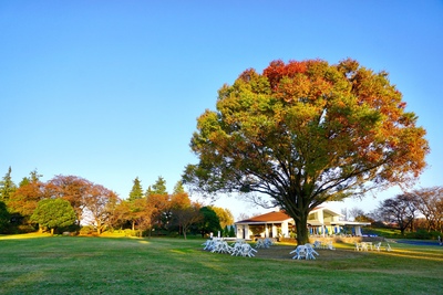 Công viên Showa Kinen – Hướng dẫn ngắm hoa theo mùa & dạo vườn