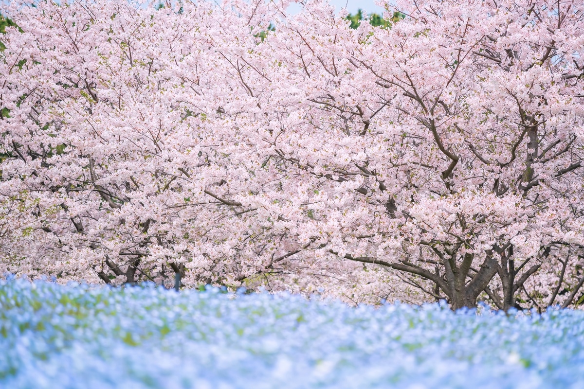 国営海の中道海浜公園で花と自然にふれる旅