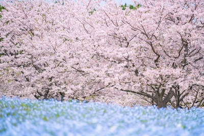 国営海の中道海浜公園で花と自然にふれる旅