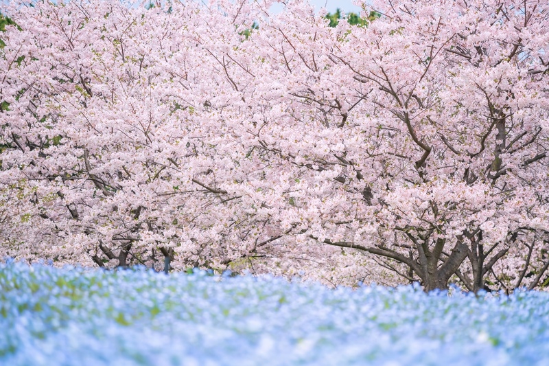 海之中道海濱公園攻略｜福岡必去花海與自然景點
