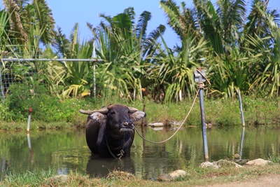 由布島の行き方と楽しみ方｜初めての水牛車と見どころガイド