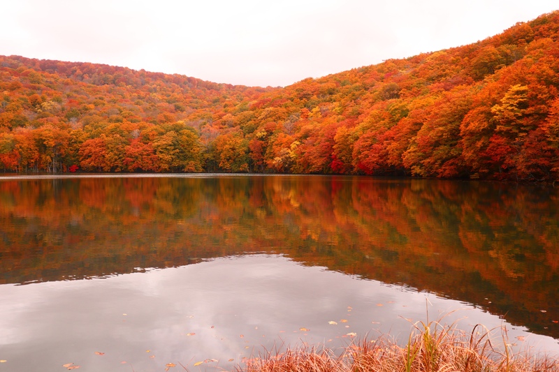 Tsutanuma Pond Guide – Scenic Trail Near Tsuta Onsen
