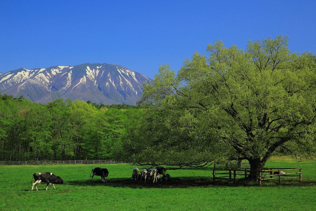 小岩井農場まきば園｜岩手山南麓3000ha、見どころと回り方 | JeePe 