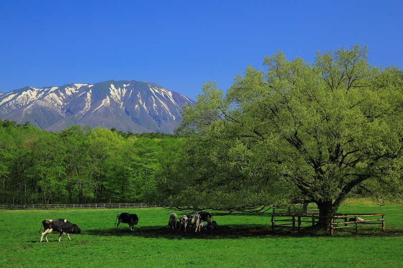 岩手・小岩井農場まきば園の楽しみ方完全ガイド｜初めてでも迷わない回り方・アクセス・料金