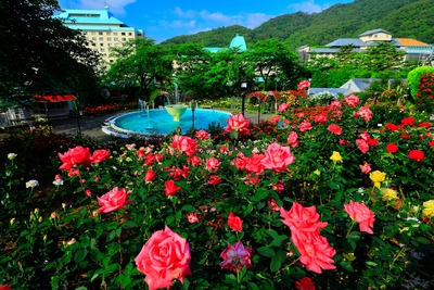 花卷溫泉玫瑰園賞花攻略｜花期、夜間點燈與交通資訊