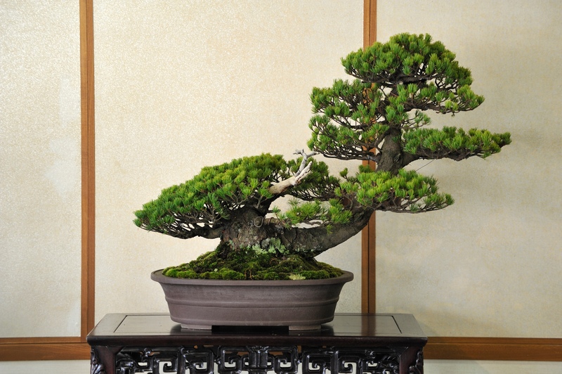Bonsai in Japan: A Beginner's Guide to Appreciation