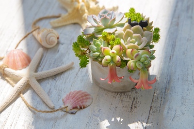 Japanese Succulents: Types, Styling & Care Guide