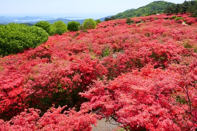 徳仙丈山の見どころと初めてでも歩きやすいツツジ散策ガイド
