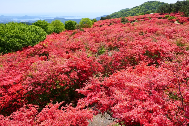 도쿠센조잔 철쭉 명소 가이드｜초보자도 걷기 편한 산책 코스