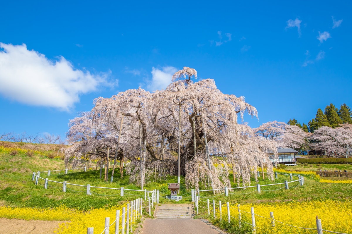 三春滝桜の楽しみ方｜福島・三春町の樹齢1000年超のしだれ桜