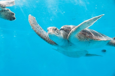 沖縄美ら海水族館を満喫する｜展示の見どころと観覧のコツ