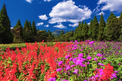 くじゅう花公園で出会う季節の花風景｜見頃・料金・アクセスの基本ガイド