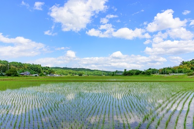 Taue: el trasplante del arroz en Japón y su proceso completo
