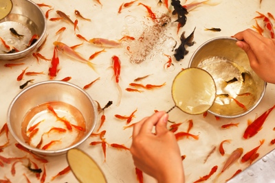 金魚すくいの楽しみ方｜初めての縁日で知りたいコツとマナー