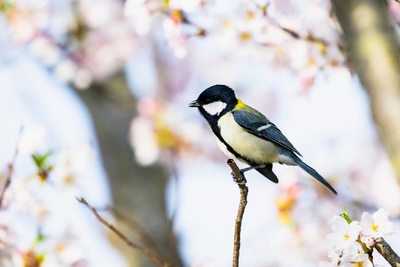 日本の四季を小鳥と楽しむ自然散歩｜野鳥観察で味わう桜・新緑・紅葉・雪景色
