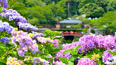 形原温泉绣球花之里攻略｜蒲郡初夏赏花