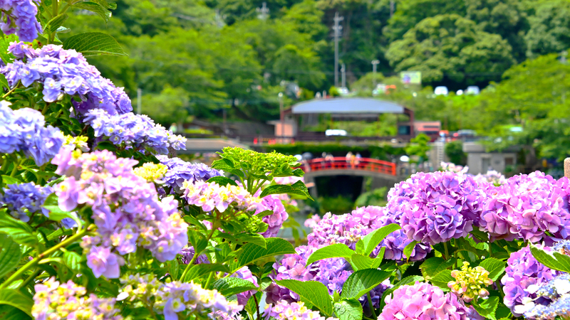 形原温泉绣球花之里攻略｜蒲郡初夏赏花